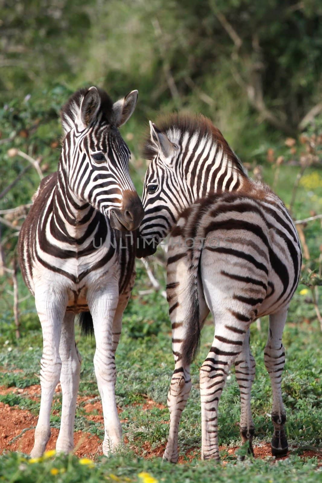 Two cute young zebra foals standing together