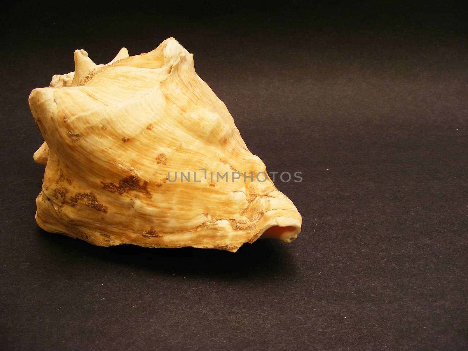 Close-up view of a sea shell on a dark surface.