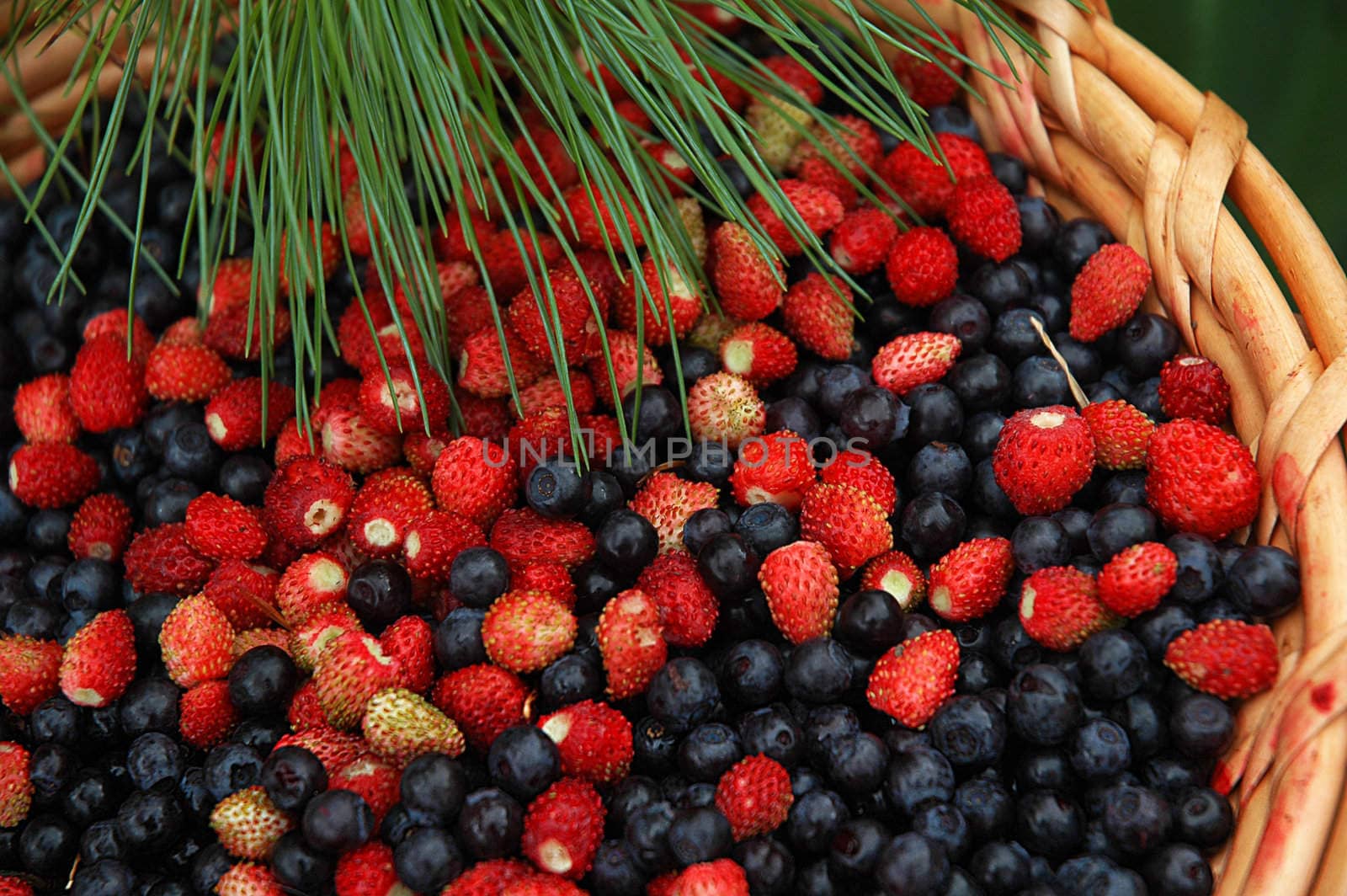 Mix of wood berries: wild strawberry and a bilberry