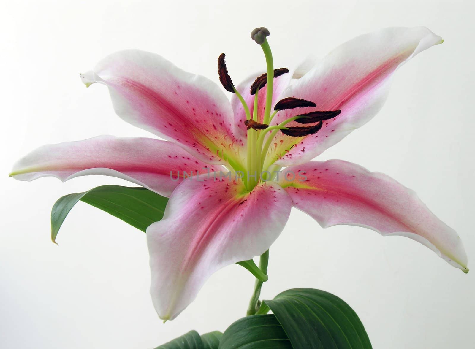 pink flower of lily by RAIMA