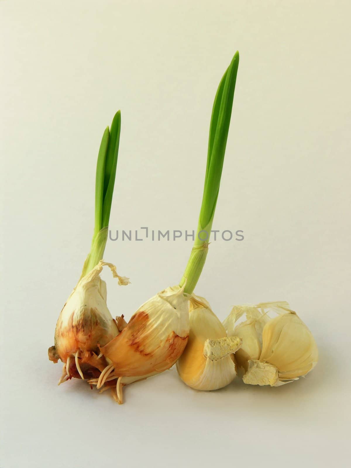 germination of garlic teeth by RAIMA