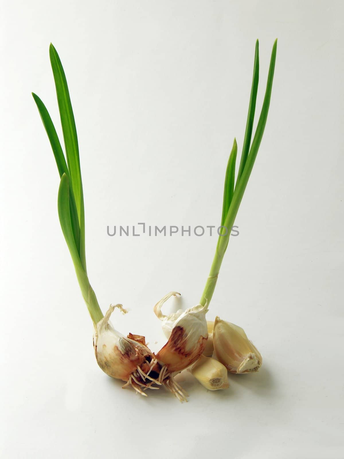 garlic germination by RAIMA