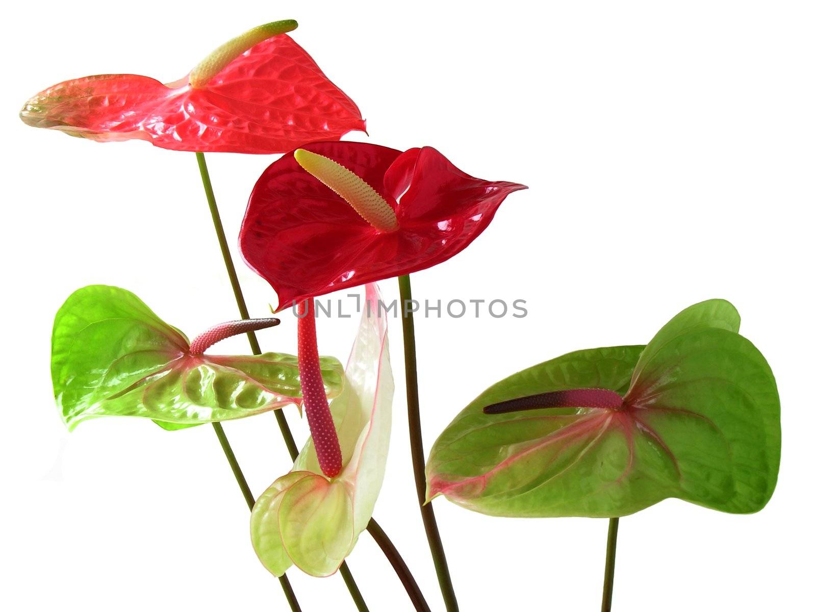 anthurium green and red flowers by RAIMA