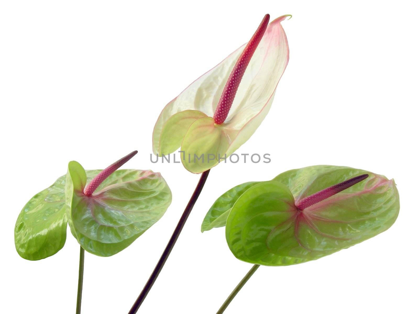posy of various anthurium flowers by RAIMA