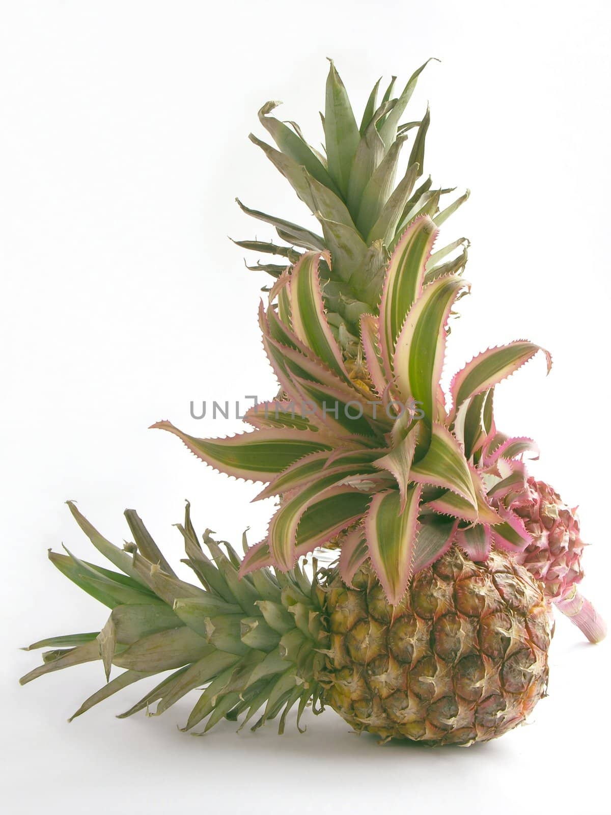 pineapples with flowers by RAIMA