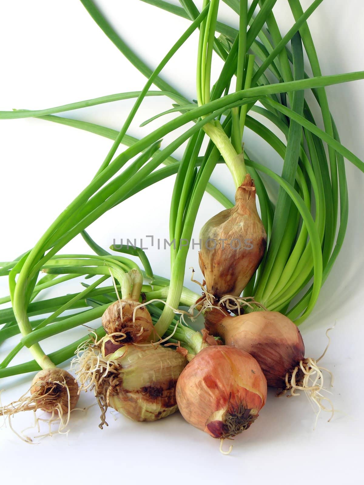 early onions with green leaves