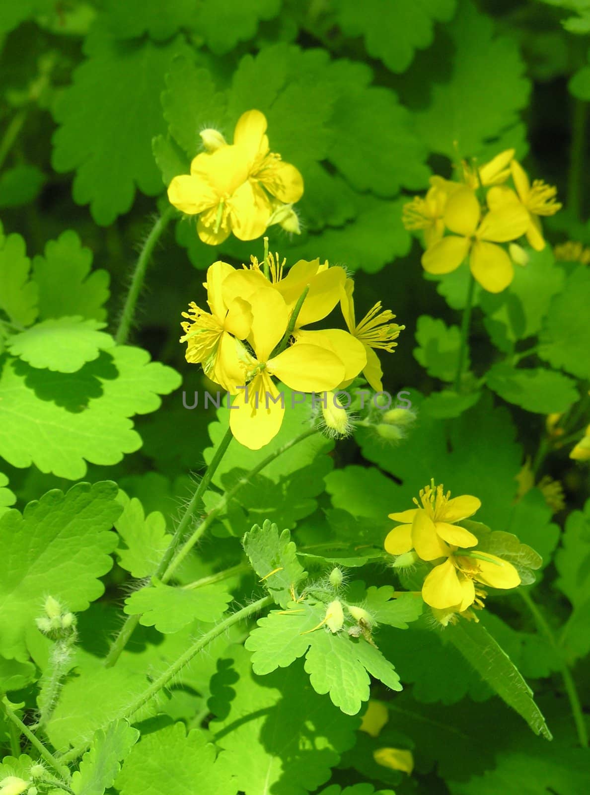 celandine herb yellow flowers by RAIMA