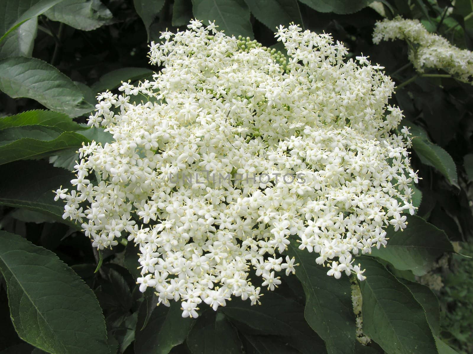 elder bush white flowers in cluster by RAIMA
