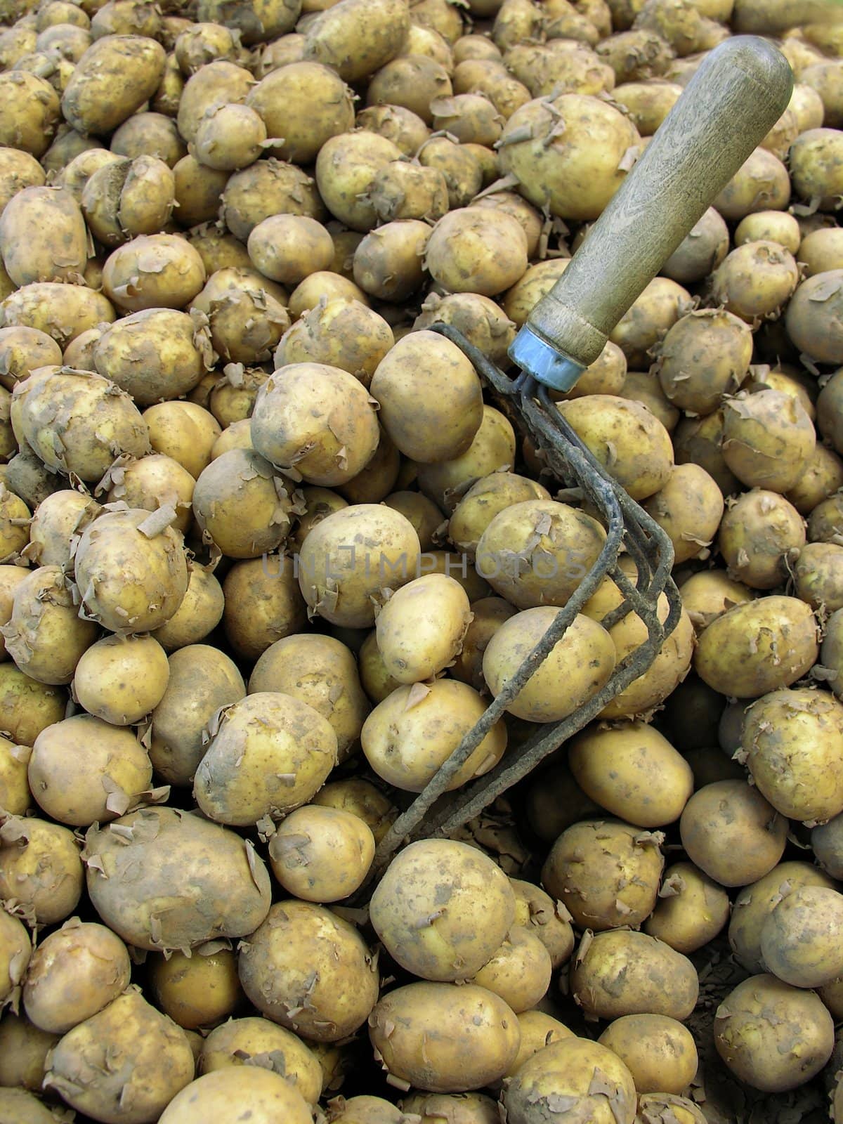 early potatoes by RAIMA