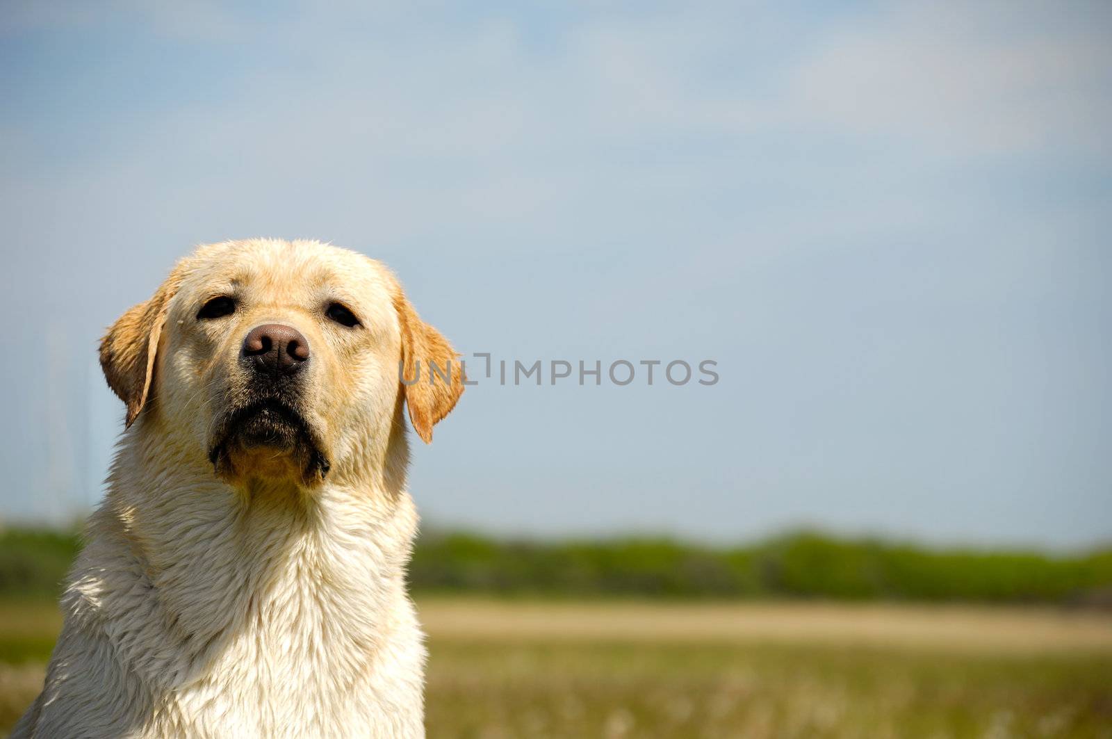 Dog is sitting in a field looking