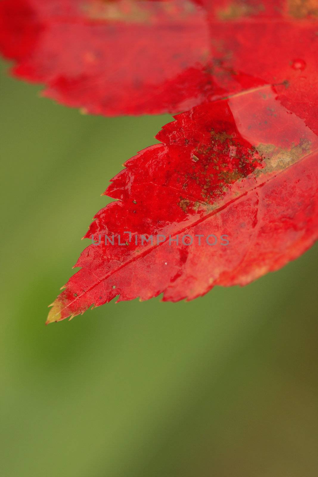 beautiful close-up of maple red leaf with warm green background.