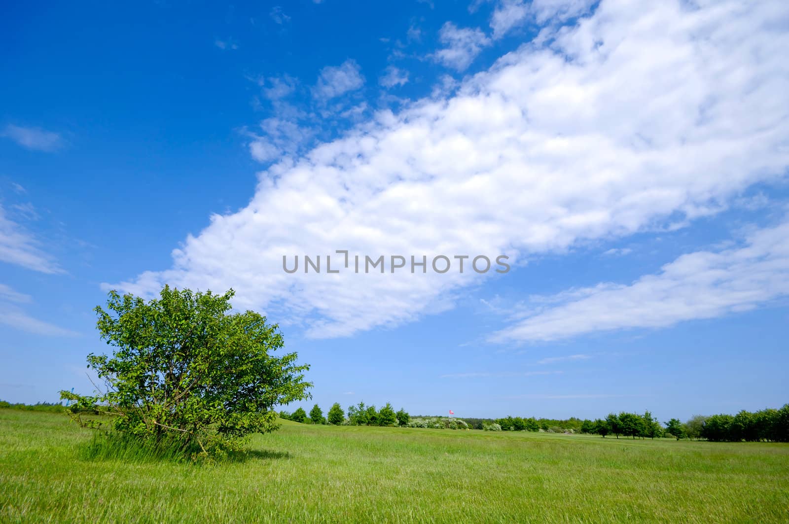 A green tree on a green field with blue and cloudy sky.