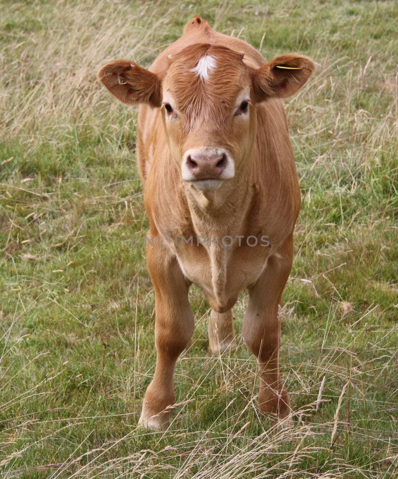 cow grazing in field 2 by lizapixels