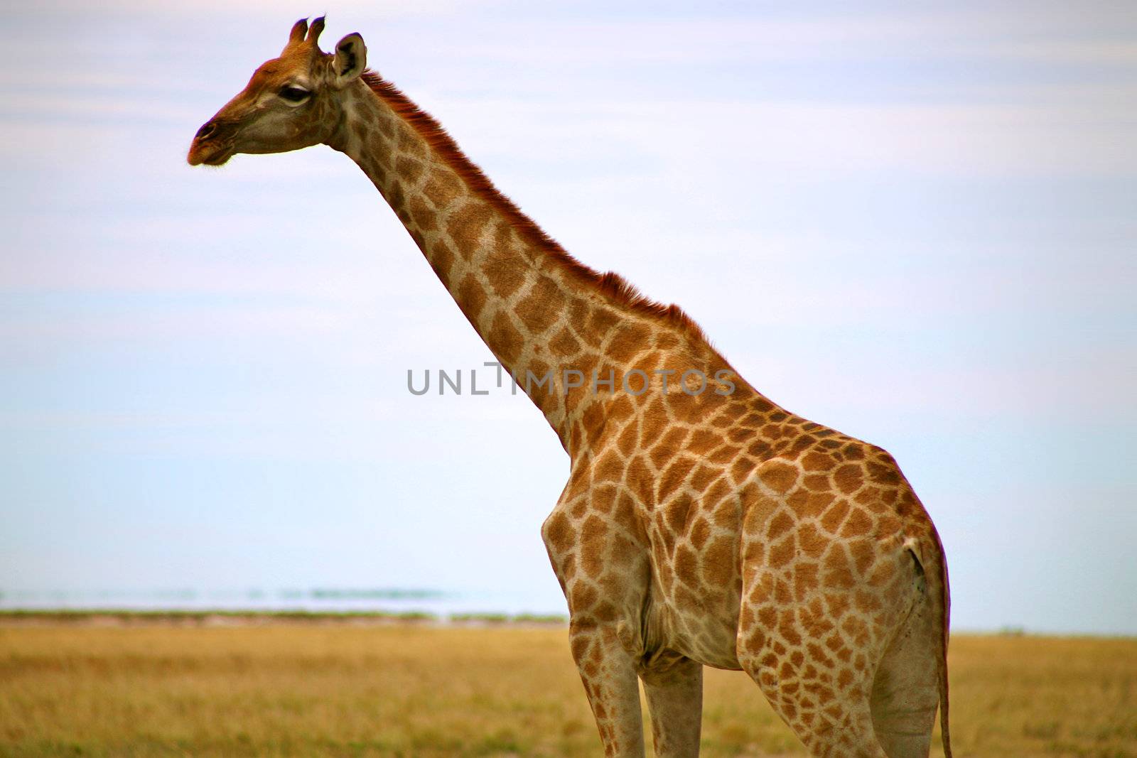Giraffe in Etosha by watchtheworld