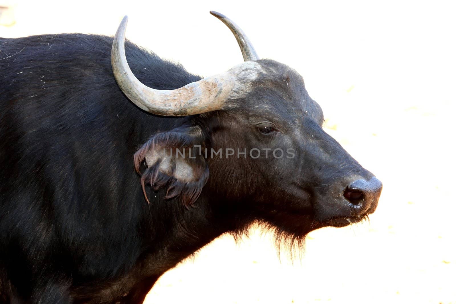 African buffalo female backlit by bright sunlight