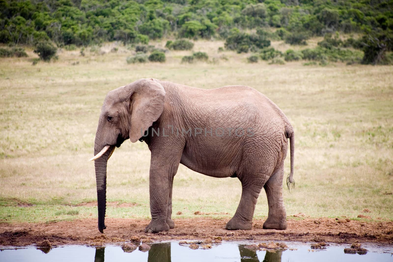 Elephant in Addo Park by watchtheworld