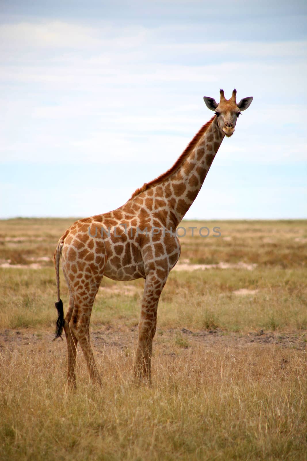 Giraffe in Etosha by watchtheworld