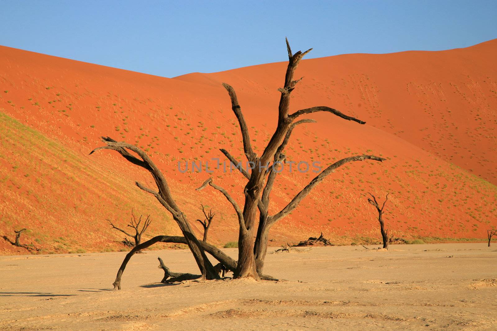 Dead tree in Sossusvlei by watchtheworld