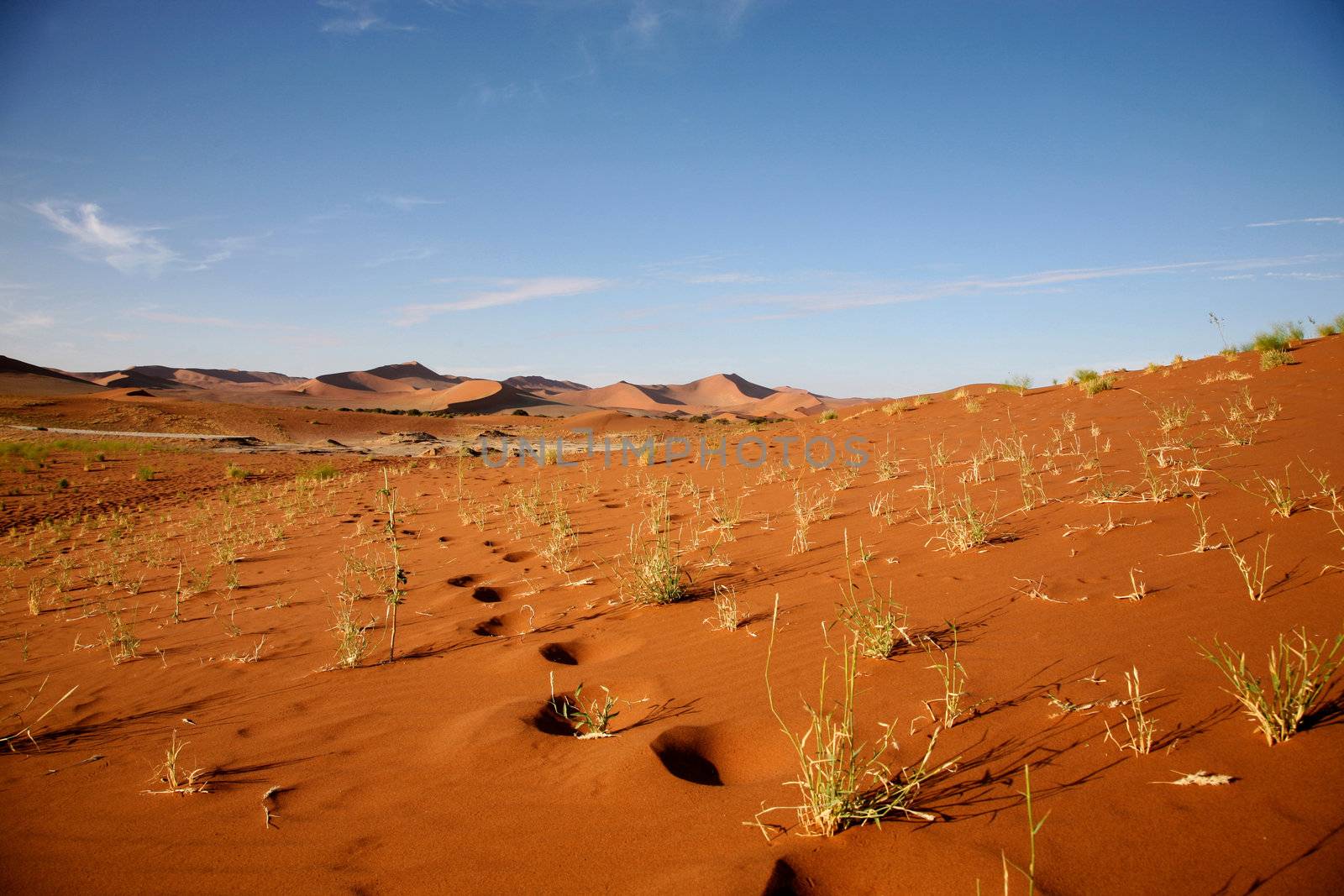 Dune sea of the Namib desert during a hot day wity blue sky
