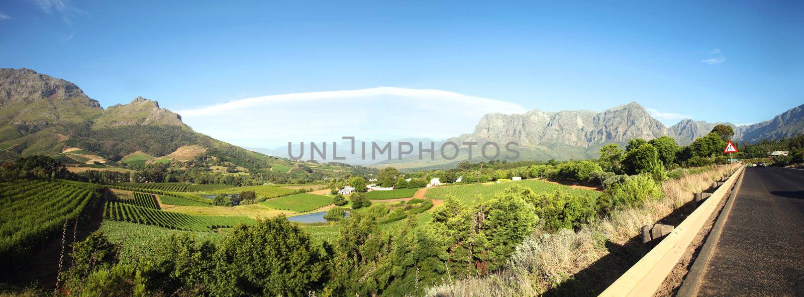 Panorama of a vineyard in the south of Franschhoek