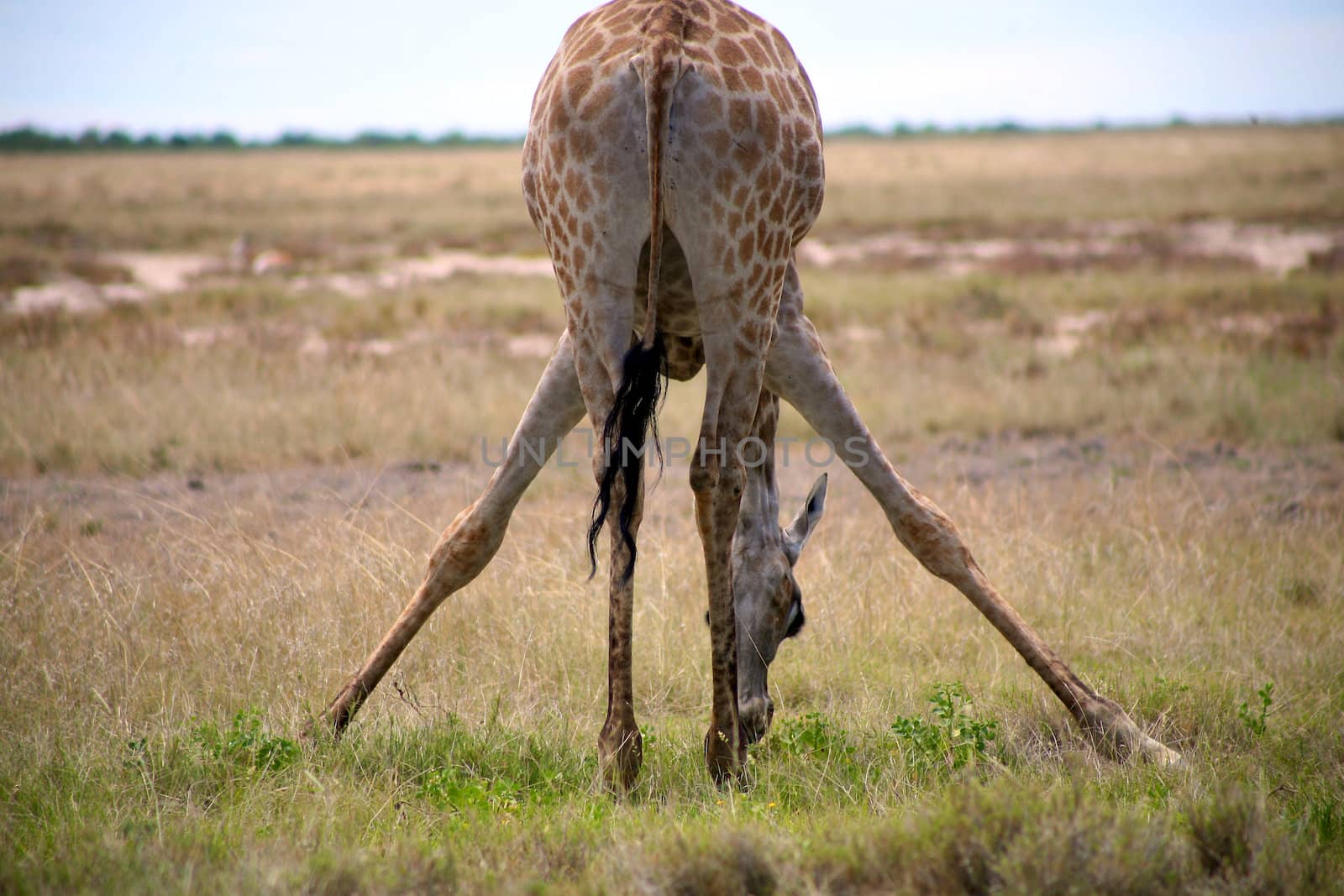 Giraffe in Etosha by watchtheworld