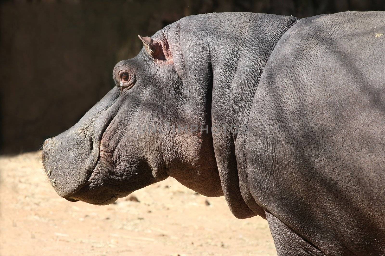 Profile of a large African hippopotumus standing in the sun light