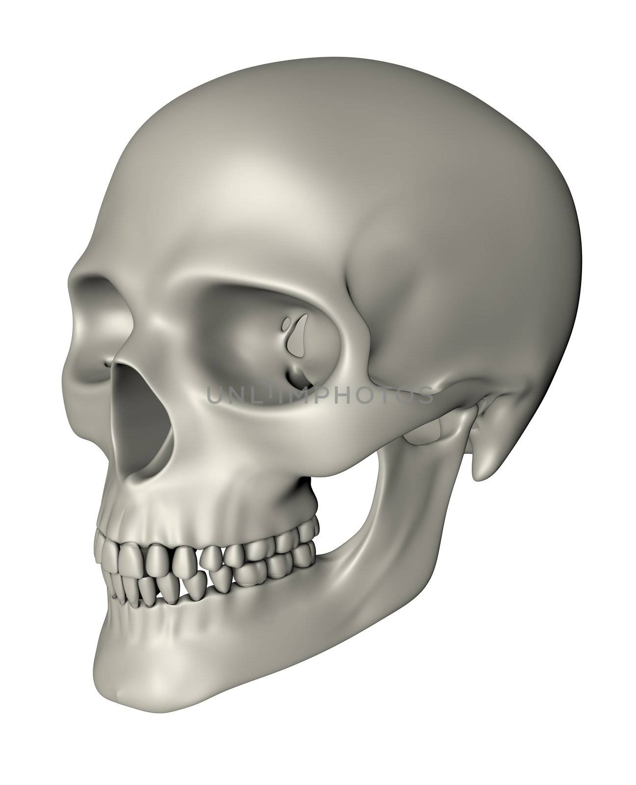 rendered image of a human skull - oblique projection
