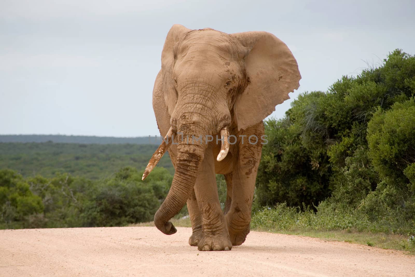 Elephant in Addo Park by watchtheworld