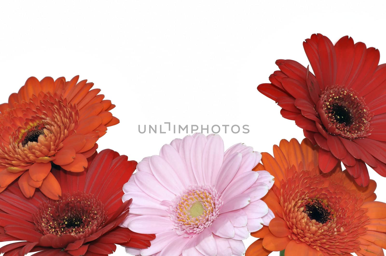 Pink, orange and red Gerber flowers in full bloom
