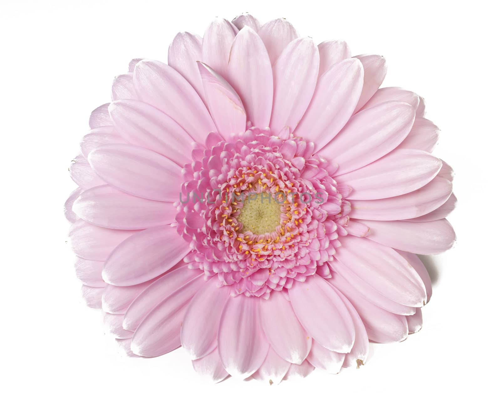 Pink Gerber flower in full bloom in white background
