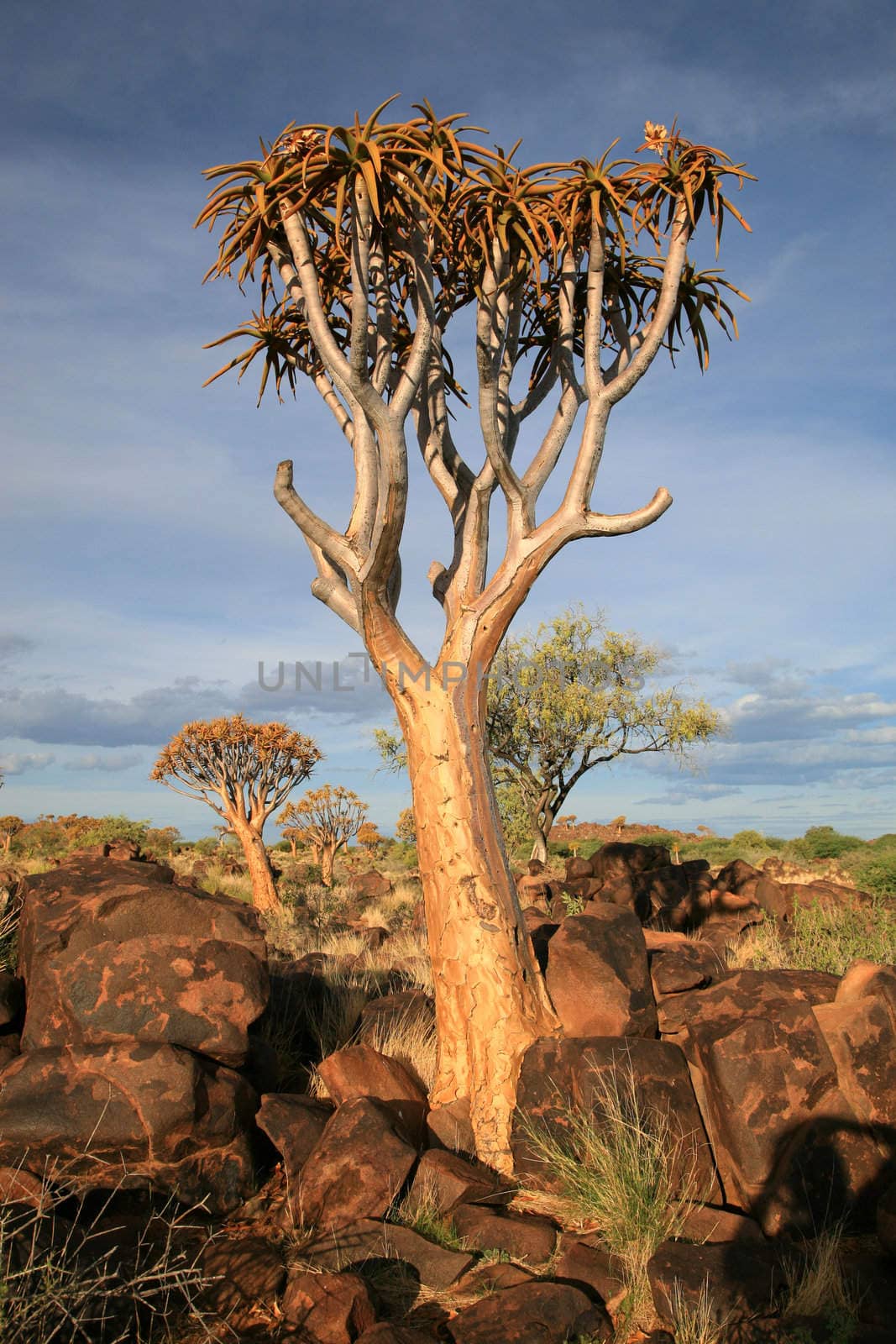 The quiver tree or Aloe dichotoma is probably the best known aloe found in South Africa and Namibia.