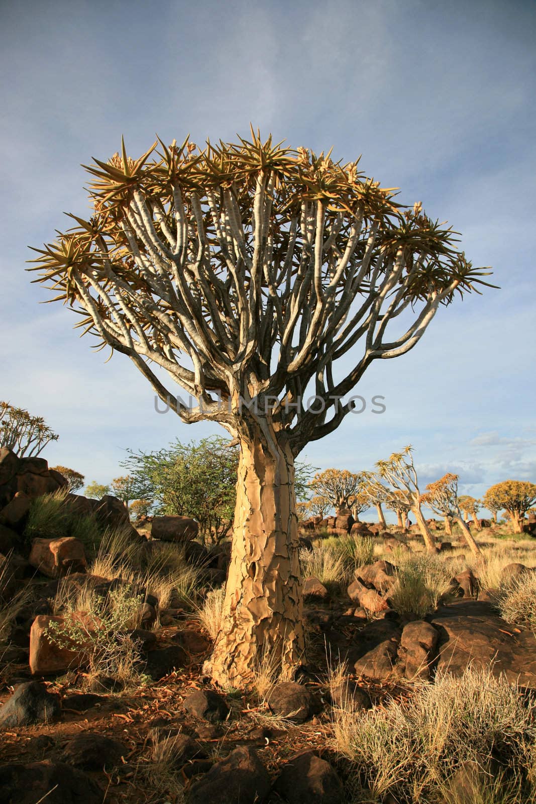 The quiver tree or Aloe dichotoma is probably the best known aloe found in South Africa and Namibia.