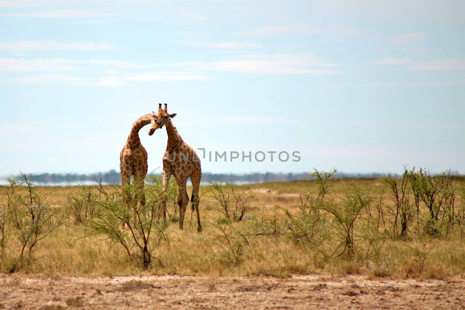 Two Giraffes in Etosha - North of Namibia