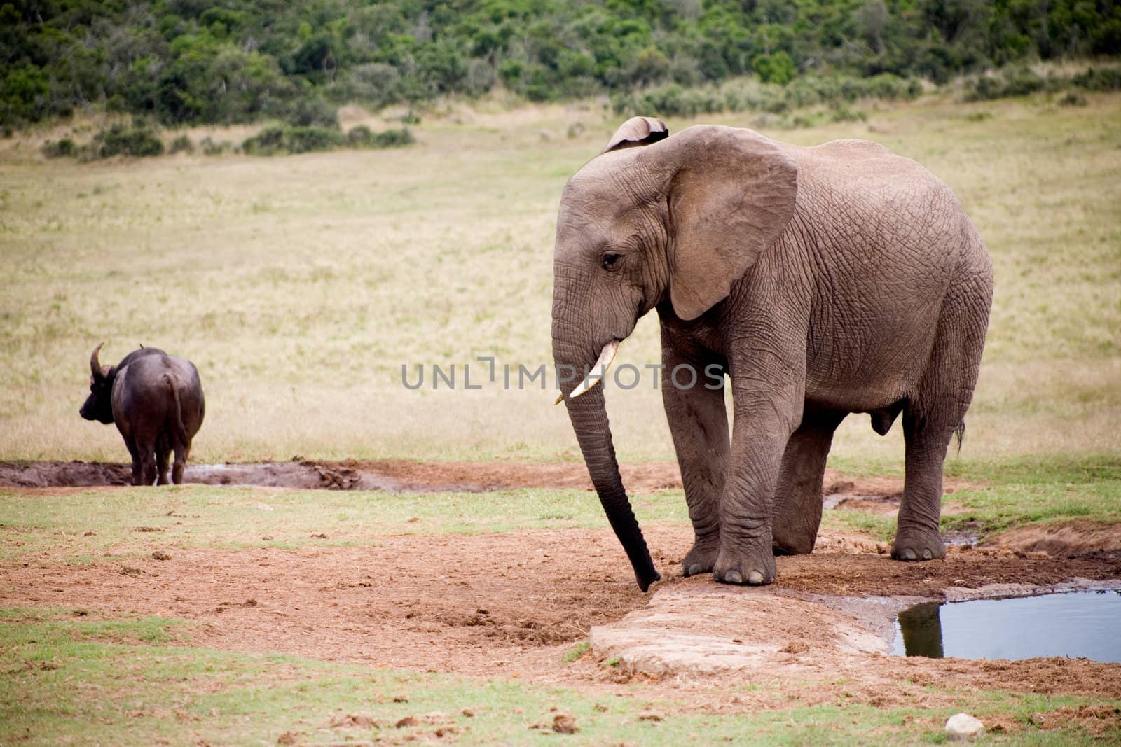 Elephant lifestyle in South Africa