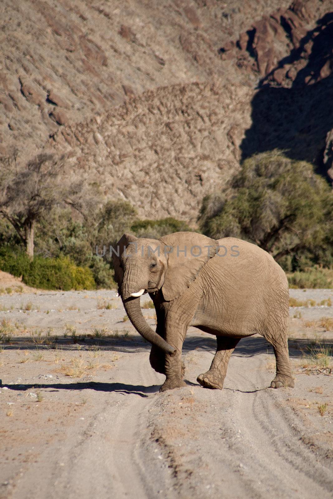 Elephant eating in a river bed in the Skeleton Coast Desert, Namibia