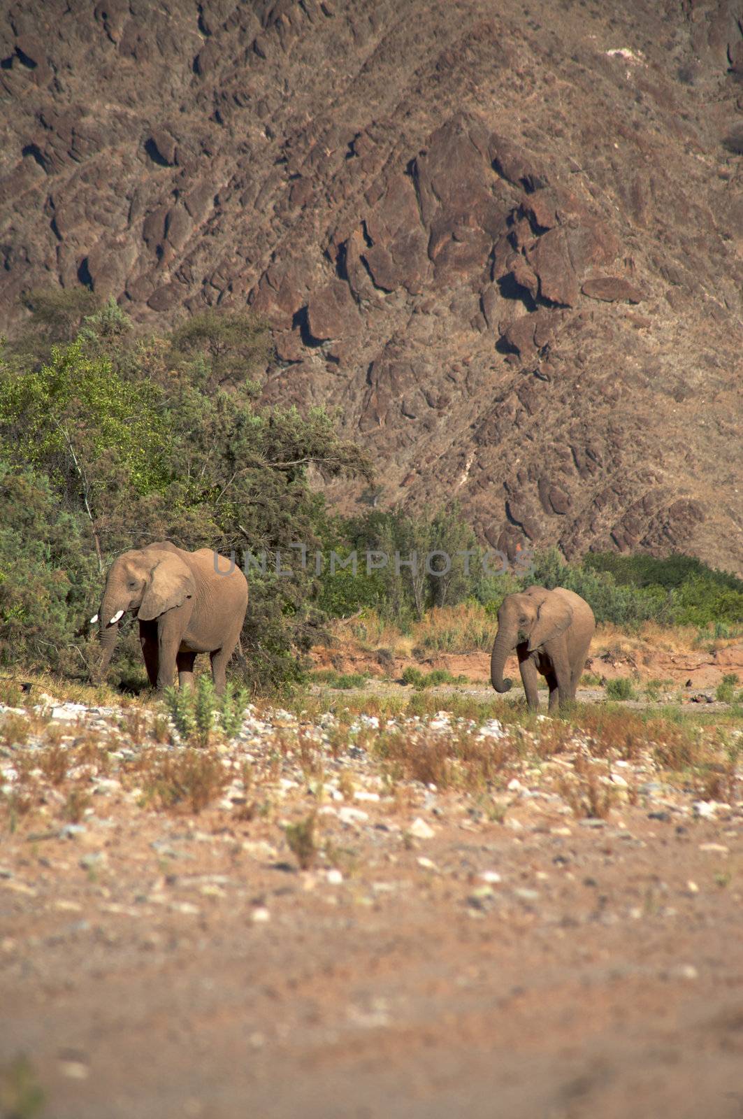 Group of elephants eating in a river bed in the Skeleton Coast Desert, Namibia