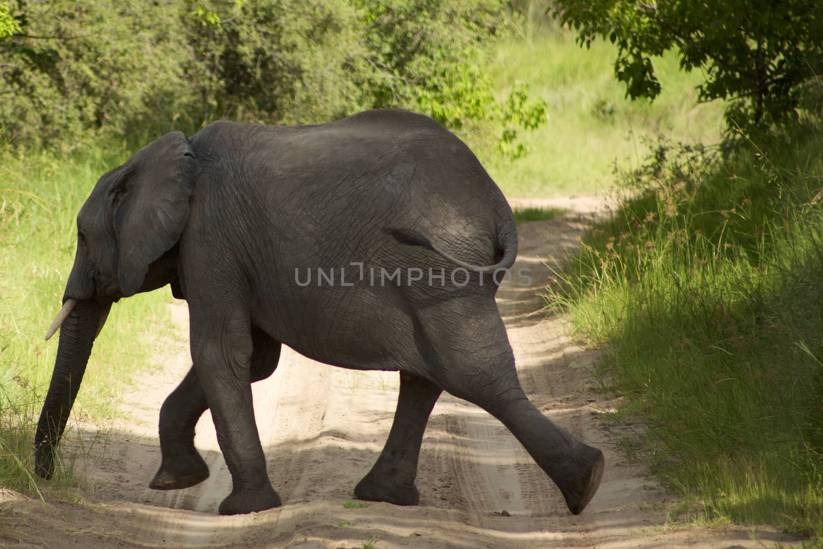 Elephant in the bush - Moremi Nature Reserve in Botswana