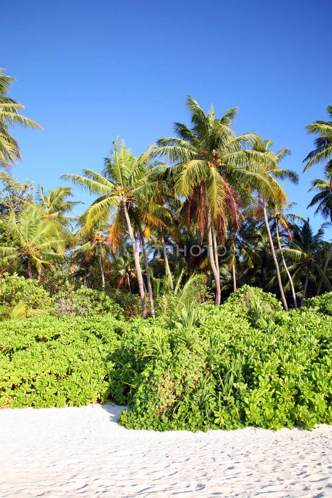 Coconut tree on the beach in the Maldives