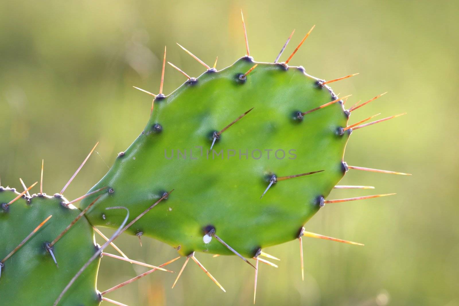 Thorny leaf of the prickly pear cactus plant