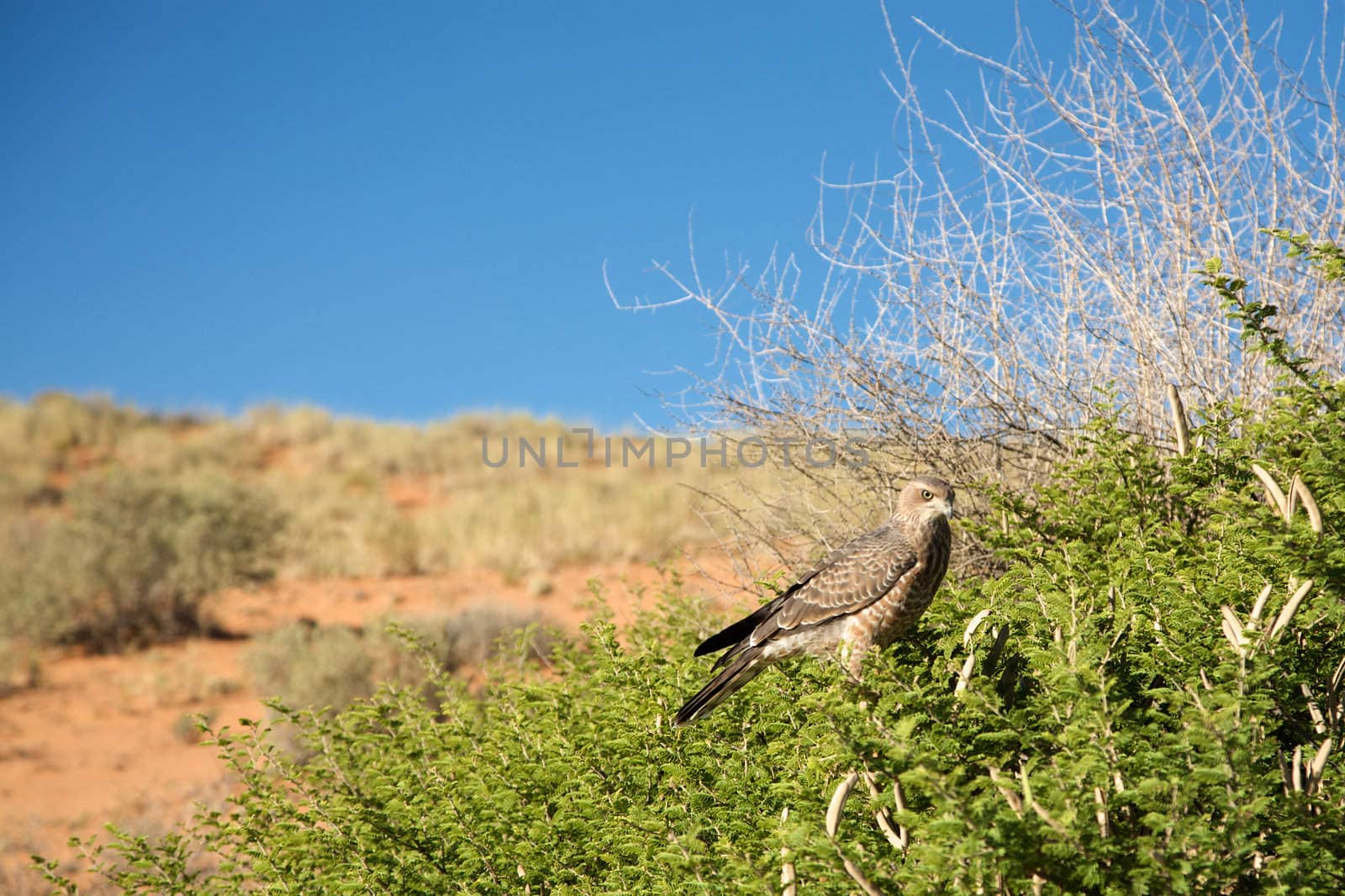 Martial Eagle seen in the Kalahari desert