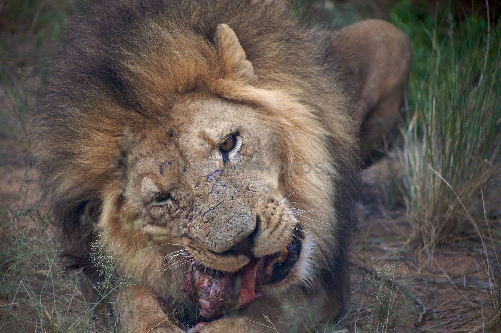 Detail of a lion in a Safari in Namibia