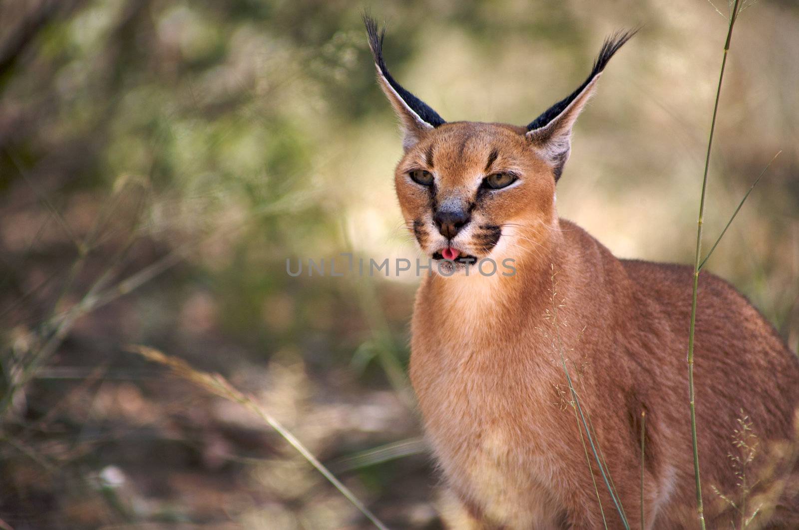Caracal in Harnas Foundation in Namibia