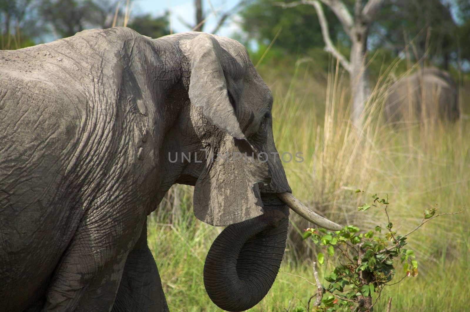 Elephant in the bush - Moremi Nature Reserve in Botswana