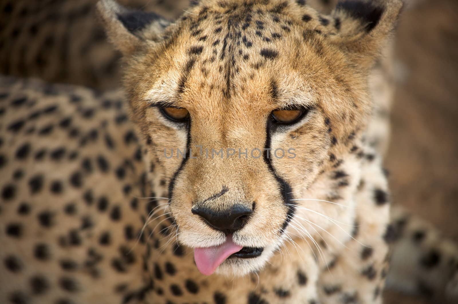 cheetah in Harnas Foundation  Namibia