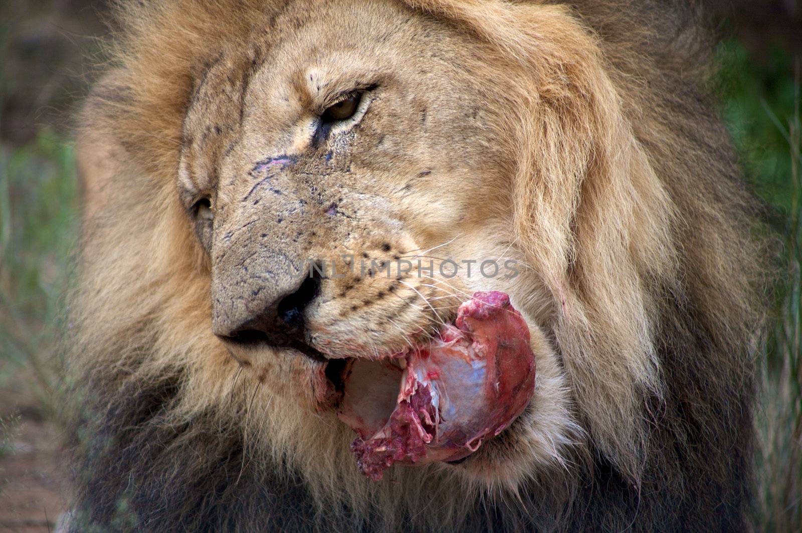 Detail of a lion in a Safari in Namibia