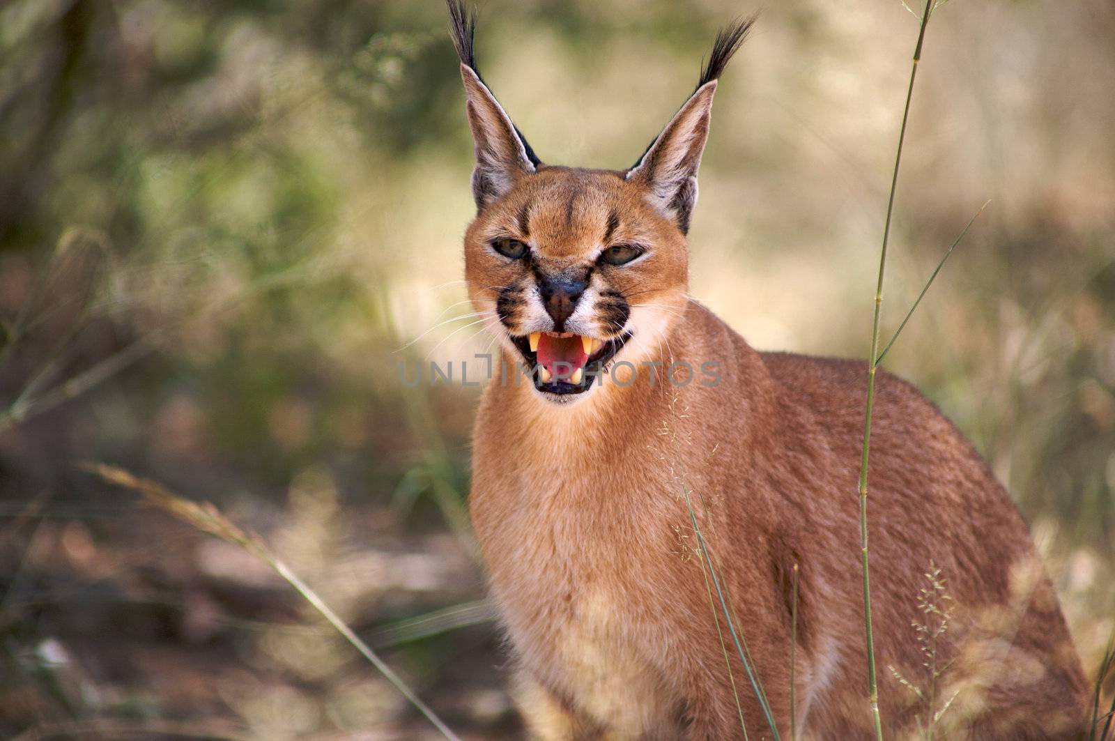 Caracal in Harnas Foundation in Namibia