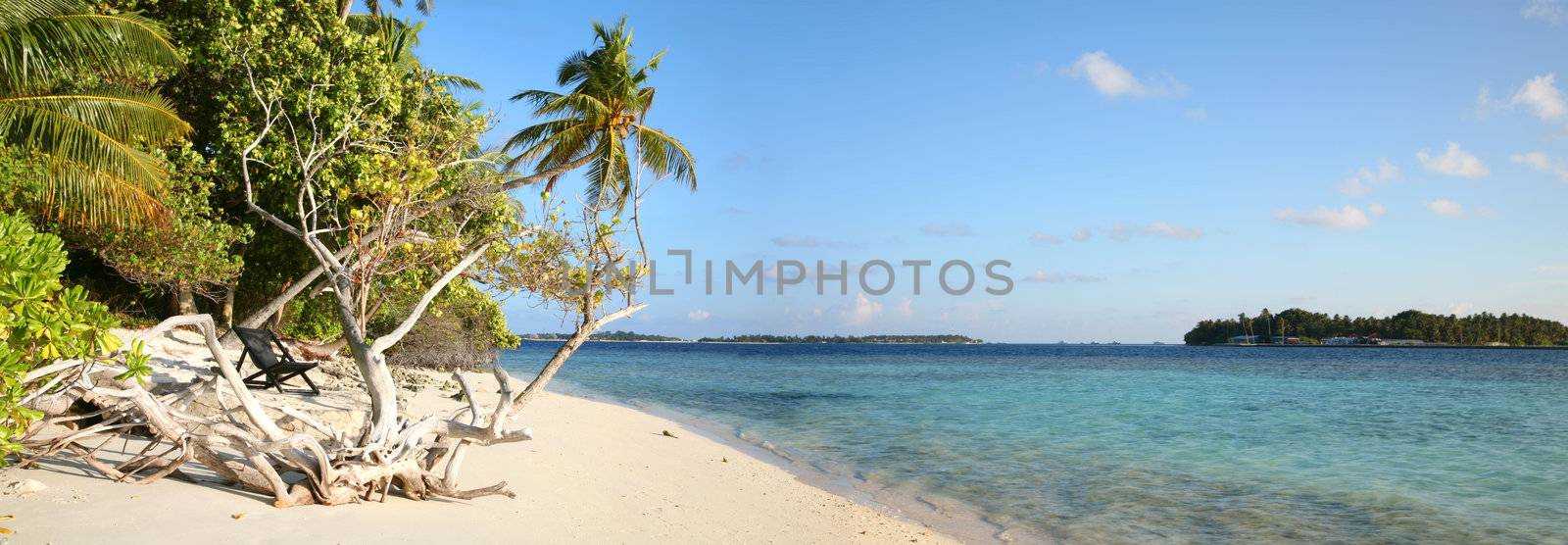Coconut tree on the beach in the Maldives
