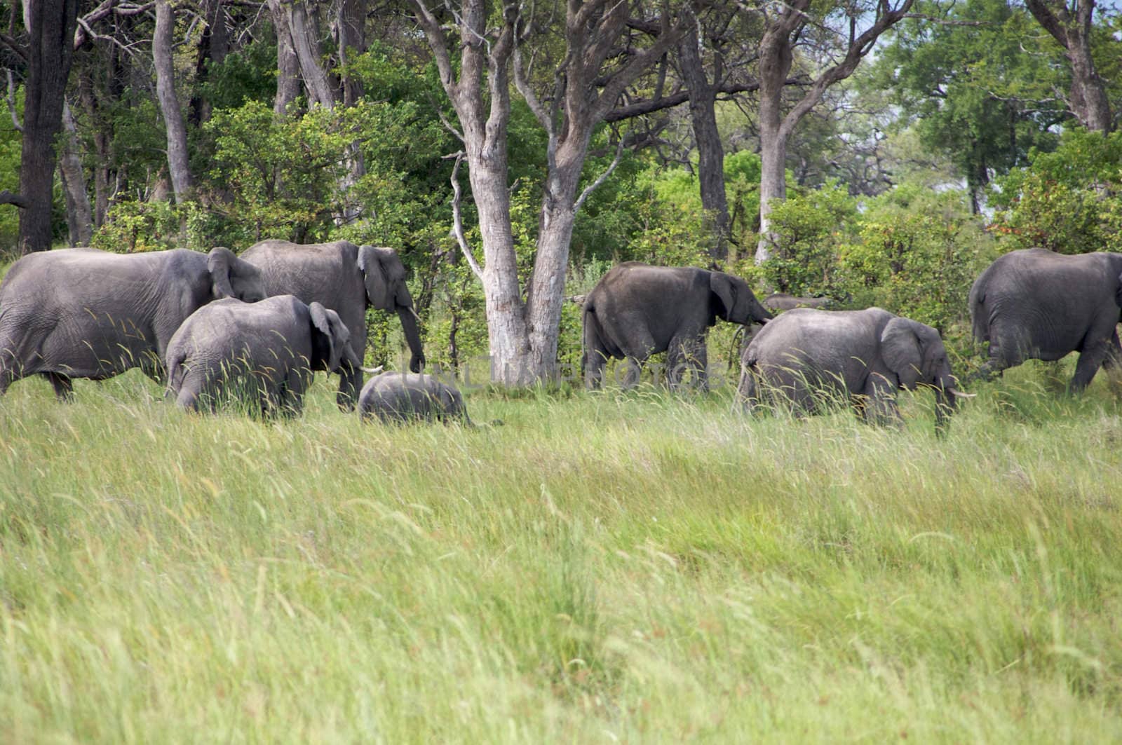 group of elephants in the bush by watchtheworld