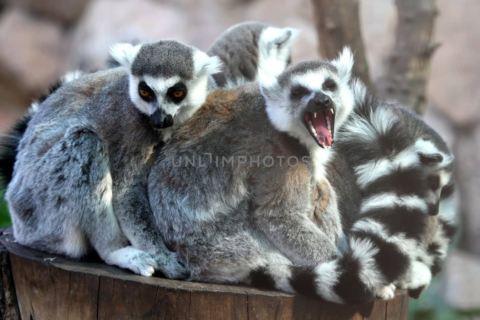 Lemur family huddled together with one yawning