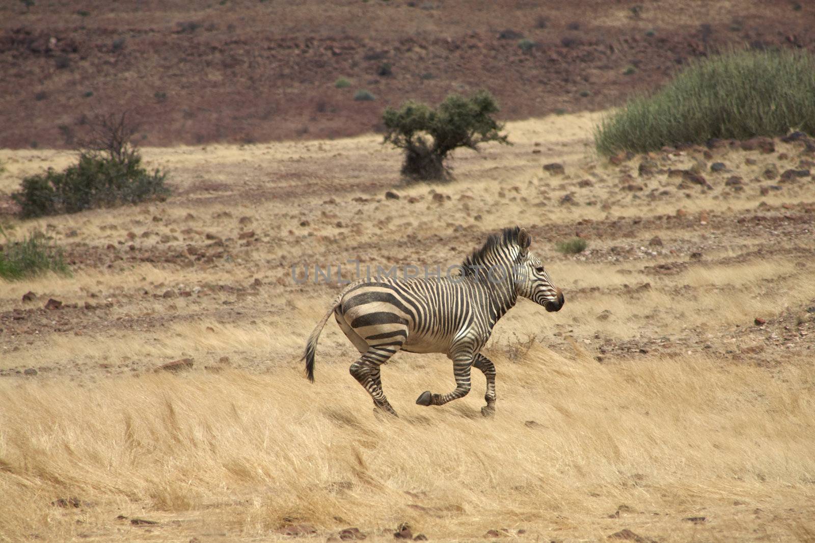 baby Zebra running in the countryside of Namibia